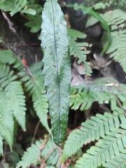 Leptochilus wrightii