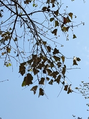 Pterospermum diversifolium