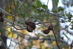 Tabernaemontana tomentosa