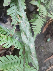 Leptochilus wrightii