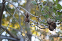 Tabernaemontana tomentosa