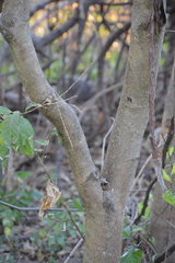 Tabernaemontana tomentosa