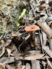 Lactarius eucalypti