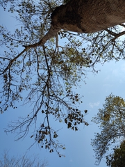 Pterospermum diversifolium