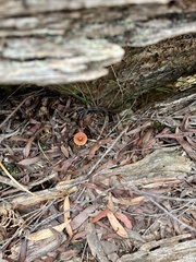 Lactarius eucalypti