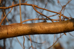 Gyrocarpus jatrophifolius