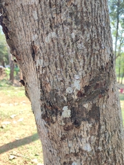 Pterospermum diversifolium