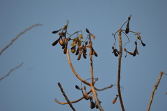 Gyrocarpus jatrophifolius