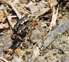 Neocicindela tuberculata