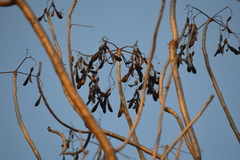 Gyrocarpus jatrophifolius