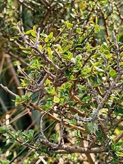 Coprosma dumosa
