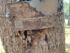 Pterospermum diversifolium