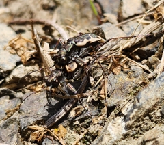 Neocicindela tuberculata