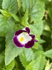 Torenia fournieri