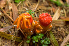 Calostoma cinnabarinum