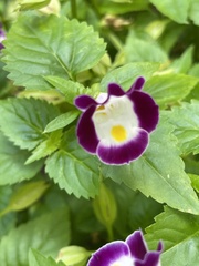 Torenia fournieri