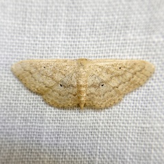 Scopula hypochra