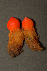 Calostoma cinnabarinum