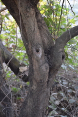 Coccoloba barbadensis