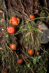 Calostoma cinnabarinum