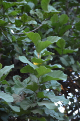 Coccoloba barbadensis