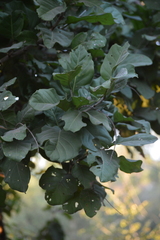 Coccoloba barbadensis