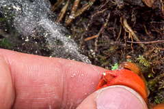 Calostoma cinnabarinum