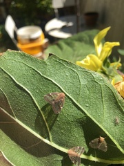 Scolypopa