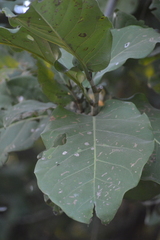 Coccoloba barbadensis
