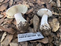 Leucoagaricus amanitoides