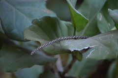 Coccoloba barbadensis