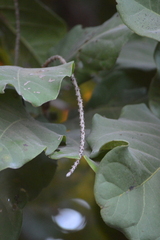 Coccoloba barbadensis