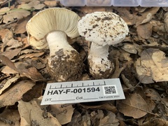 Leucoagaricus amanitoides