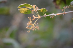 Coccoloba barbadensis
