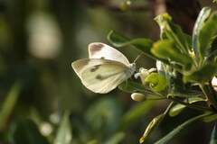 Pieris rapae crucivora