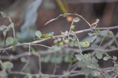 Zanthoxylum fagara