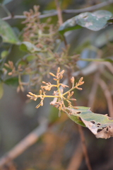 Pisonia capitata