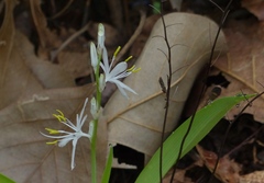 Chlorophytum borivilianum