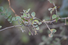 Zanthoxylum fagara