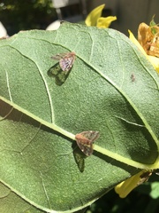 Scolypopa