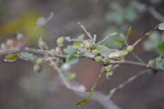 Zanthoxylum fagara