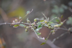 Zanthoxylum fagara