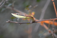 Oxybelis microphthalmus