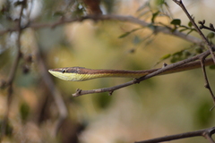 Oxybelis microphthalmus