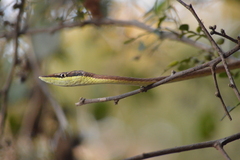 Oxybelis microphthalmus