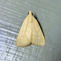 Hypsopygia albidalis