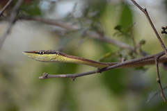 Oxybelis microphthalmus