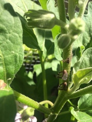 Scolypopa