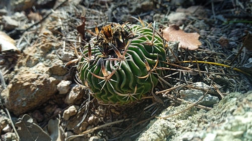 Stenocactus phyllacanthus