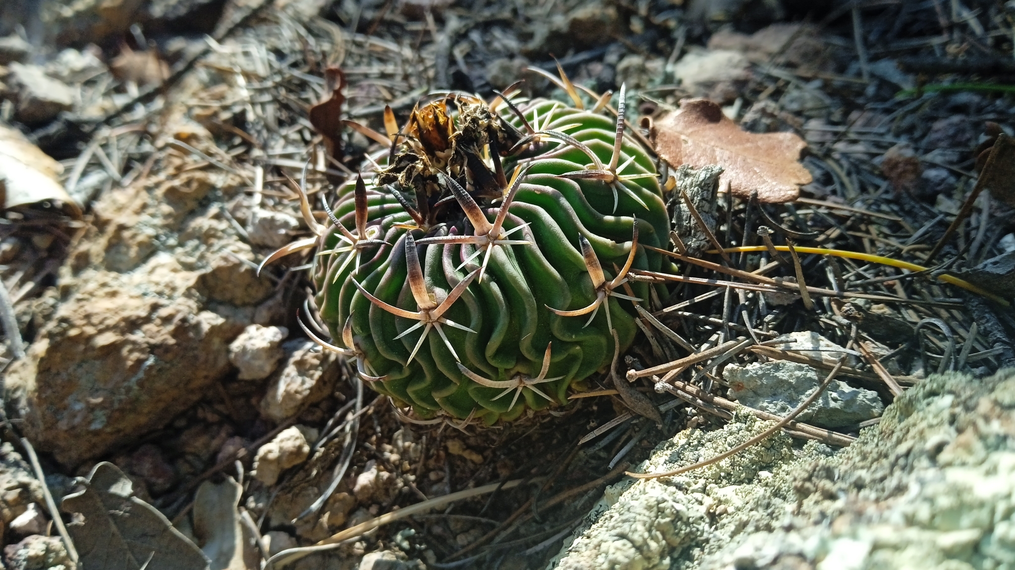 Stenocactus phyllacanthus